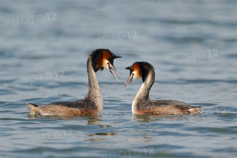 Haubentaucher courtship, Podiceps cristatus, Great crested Grebe courtship, Lower Saxony, Germany