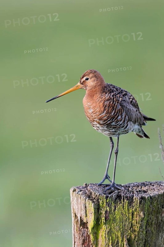 Black-tailed godwit, Limosa limosa, Lower Saxony, Germany