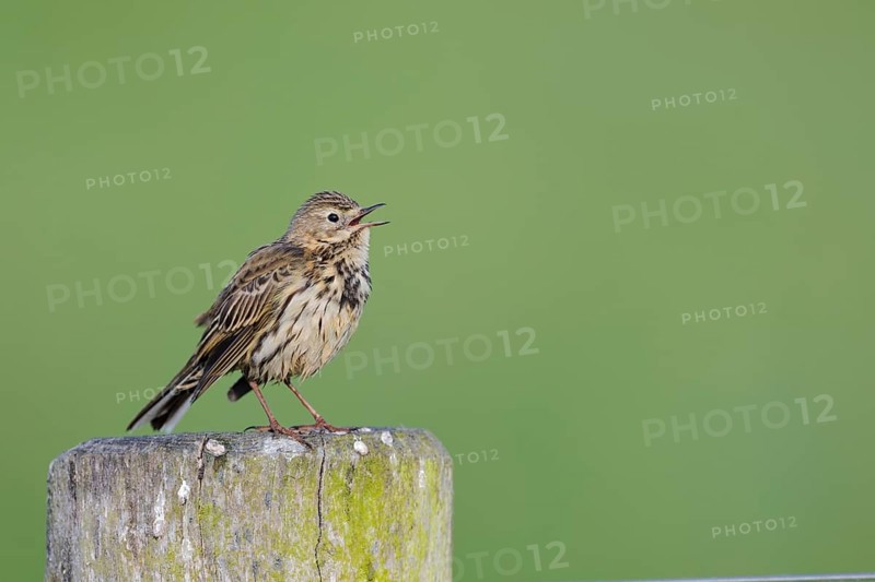 Wiesenpieper, Anthus pratensis, Meadow Pipit, Lower Saxony, Germany