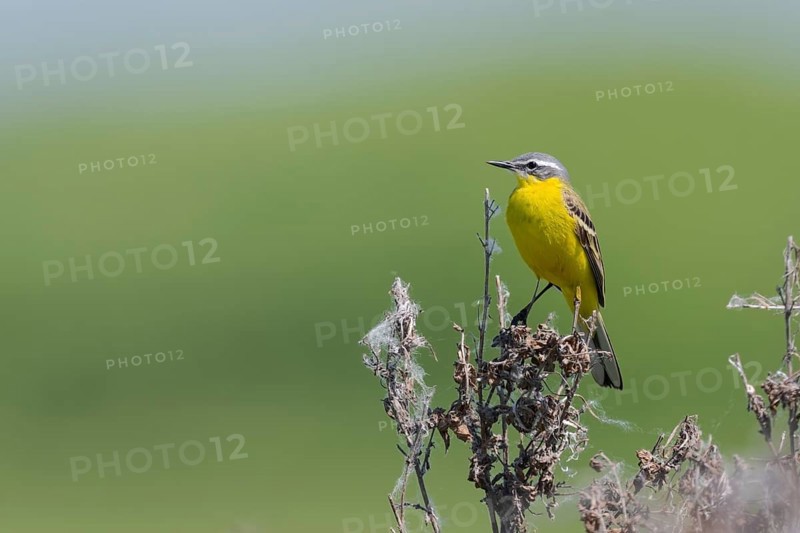 Meadowtail male, Motacilla flava, Male western yellow wagtail, Lower Saxony, Germany