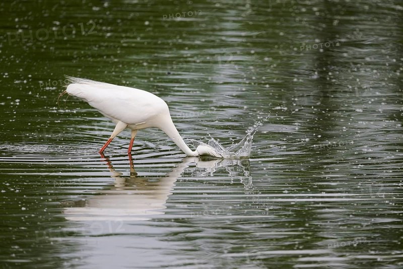 Great Egret Modesta, Ardea alba modesta, European Great White Egret Modesta, Lower Saxony, Germany