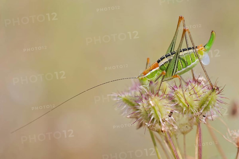 Locust Nymph, Poecilimon mytilenensis, Nymph Mytilene Bright Bush-cricket, Corfu, Greece