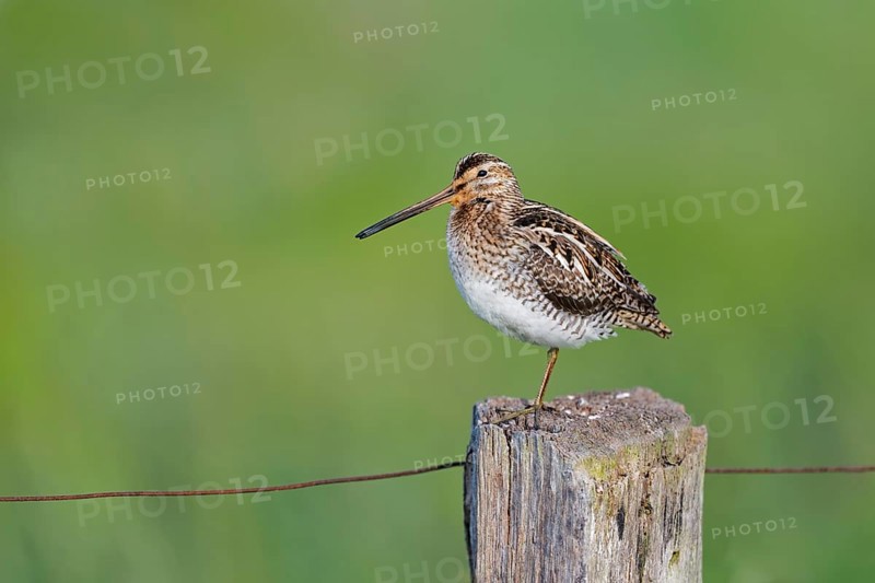 Common snipe (Gallinago gallinago) sitting on a pole, Lower Saxony, Germany