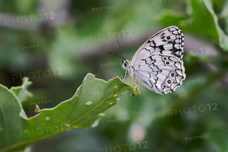 Balkan Chessboard, Melanargia Larissa, Balkan Marbled White Butterfly, Corfu, Greece