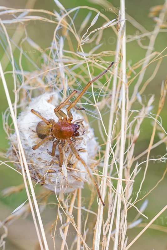 Female nurse's thorn finger, Cheiracanthium punctorium, female Yellow sac spider, Saxony-Anhalt, Germany