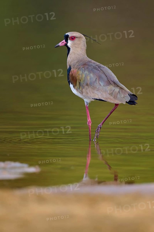 Bird standing in calm water with clear reflection, natural and harmonious scene, Southern Lapwing (vanellus chilensis), Rio Negro, Pantanal, UNESCO Biosphere Reserve, Mato Grosso, Brazil