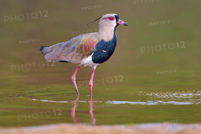 Bird standing upright in water with reflection, strong colours and natural surroundings, Southern Lapwing (vanellus chilensis), Rio Negro, Pantanal, UNESCO Biosphere Reserve, Mato Grosso, Brazil