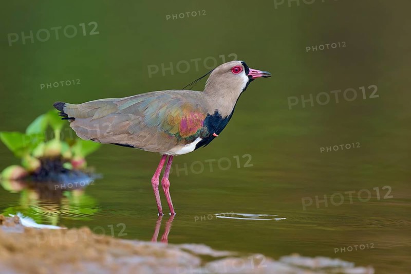 Bird standing at the edge of the water, looking alert, Southern Lapwing (vanellus chilensis), Rio Negro, Pantanal, UNESCO Biosphere Reserve, Mato Grosso, Brazil