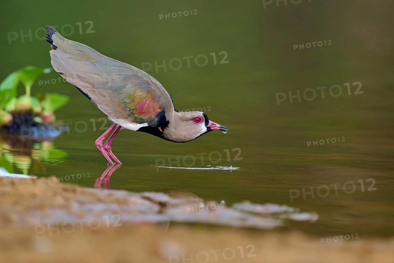Bird bends down to drink at the water's edge, reflection visible in the river, Southern Lapwing (vanellus chilensis), Rio Negro, Pantanal, UNESCO Biosphere Reserve, Mato Grosso, Brazil