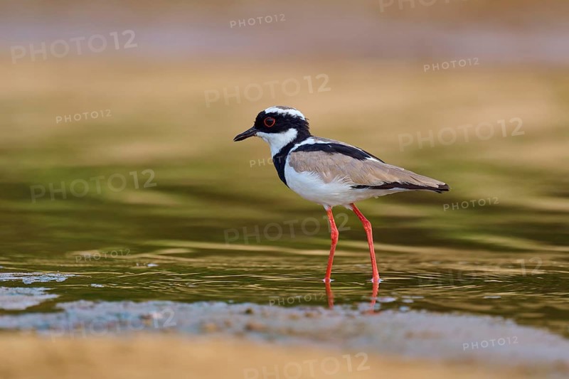 A bird with red legs stands in the shallow water and is reflected in the calm surroundings, Cayenne lapwing (Vanellus cayanus), Rio Negro, Pantanal, UNESCO Biosphere Reserve, Mato Grosso, Brazil