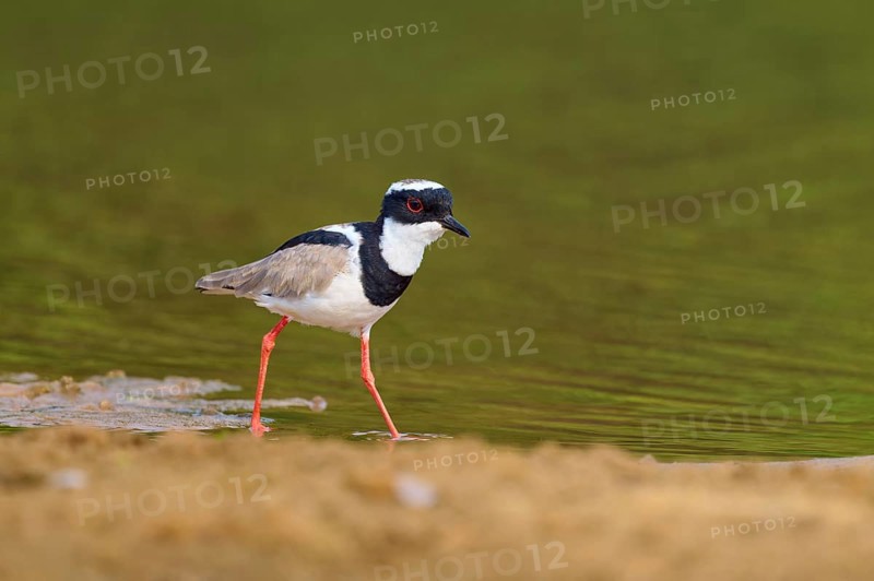 Bird with red legs walking along the calm shore of a body of water, Cayenne lapwing (Vanellus cayanus), Rio Negro, Pantanal, UNESCO Biosphere Reserve, Mato Grosso, Brazil