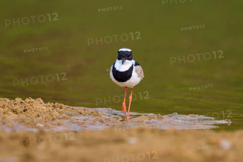 Bird standing at the edge of a body of water on sandy ground, Cayenne lapwing (Vanellus cayanus), Rio Negro, Pantanal, UNESCO Biosphere Reserve, Mato Grosso, Brazil