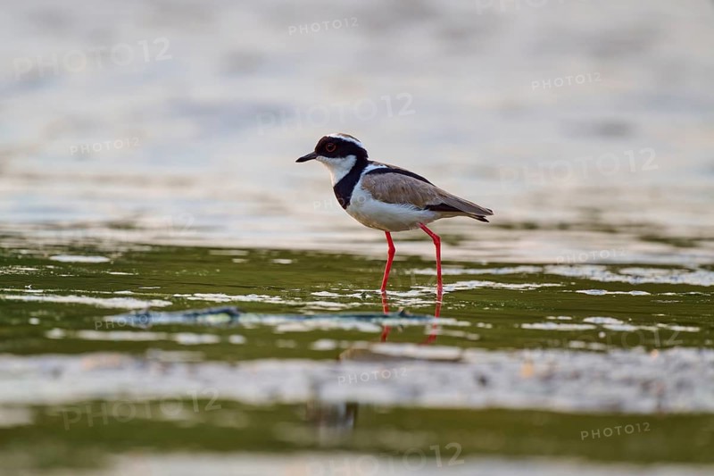 Bird with long red legs reflected in the calm water, Cayenne lapwing (Vanellus cayanus), Rio Negro, Pantanal, UNESCO Biosphere Reserve, Mato Grosso, Brazil