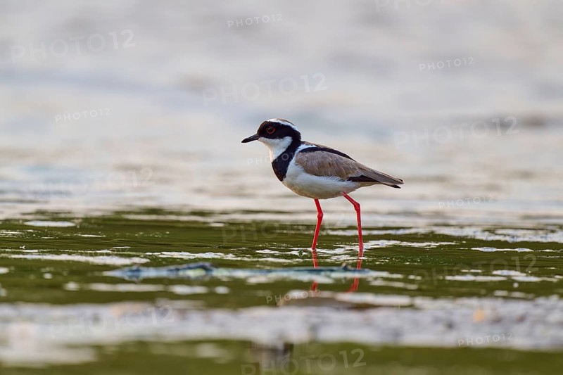 Bird with red legs and dark eyes standing on the water surface, Cayenne lapwing (Vanellus cayanus), Rio Negro, Pantanal, UNESCO Biosphere Reserve, Mato Grosso, Brazil