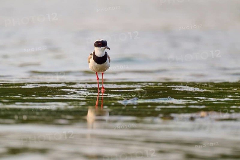 Bird with red legs standing in shallow water. Calm and peaceful atmosphere, Cayenne lapwing (Vanellus cayanus), Rio Negro, Pantanal, UNESCO Biosphere Reserve, Mato Grosso, Brazil