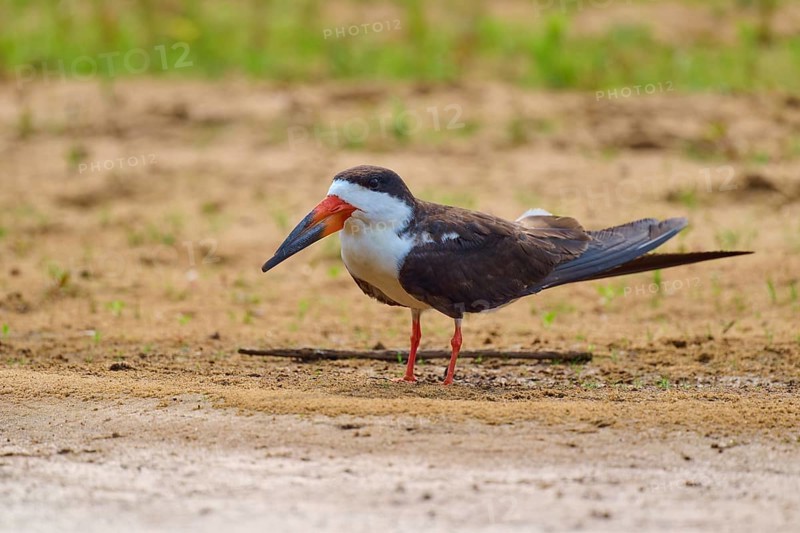 A bird standing on sandy soil in a natural environment, Black-mantled Skimmer (Rynchops niger), Rio Negro, Pantanal, UNESCO Biosphere Reserve, Mato Grosso, Brazil