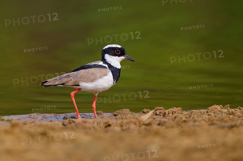 Bird with red legs standing along the shoreline in a green environment, Cayenne Lapwing (Vanellus cayanus), Rio Negro, Pantanal, UNESCO Biosphere Reserve, Mato Grosso, Brazil