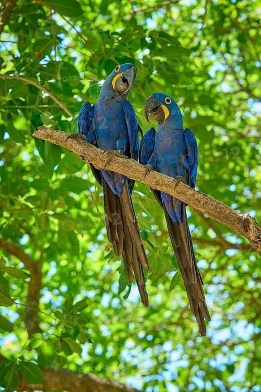 Two blue macaws sitting together on a branch in the dense green foliage, Hyacinth Macaw (Anodorhynchus hyacinthinus), Pantanal, UNESCO Biosphere Reserve, World Heritage Site, Mato Grosso, Brazil