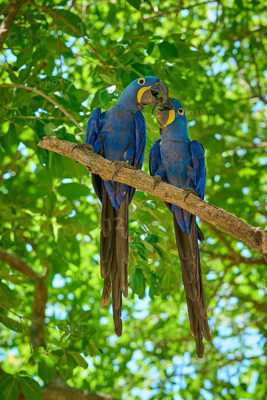 Two blue macaws interacting tenderly on a branch against a green background, Hyacinth Macaw (Anodorhynchus hyacinthinus), Pantanal, UNESCO Biosphere Reserve, World Heritage Site, Mato Grosso, Brazil