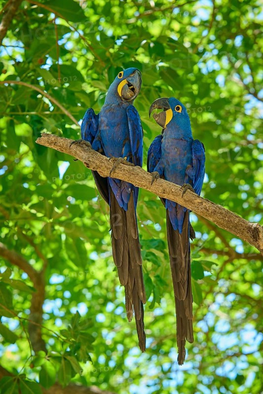 Two blue macaws sitting close together on a branch in the green foliage, Hyacinth Macaw (Anodorhynchus hyacinthinus), Pantanal, UNESCO Biosphere Reserve, World Heritage Site, Mato Grosso, Brazil