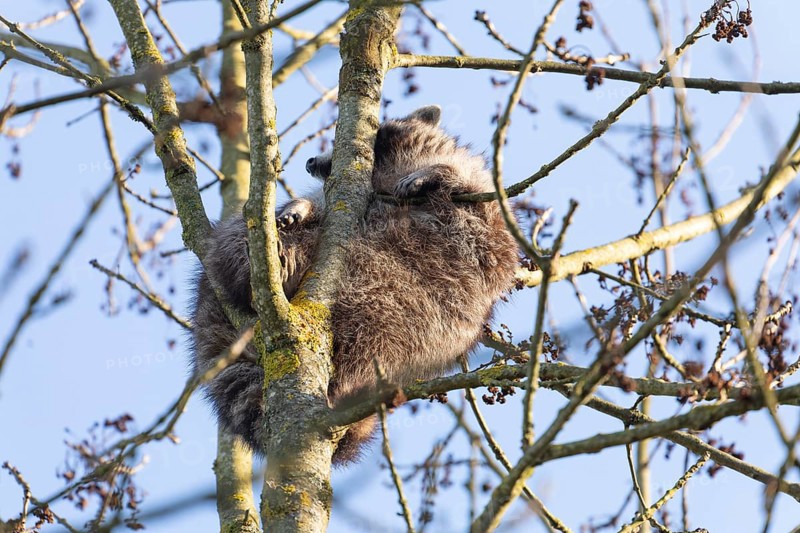 A cute raccoon sleeps relaxed on a tree between the branches and enjoys the warm winter sun. This tranquil scene provides a sense of peace and closeness to nature