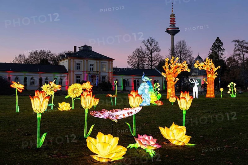 From November 29, 2025 to January 11, 2026, the palm garden and its partner World of Lights illuminate the garden with hundreds of lights, creating a unique atmosphere. During this time, it shimmers brightly between the trees in the flower beds and artistic motifs and spectacular light projections shine in the meadows and at the showhouses, palm garden, Frankfurt am Main, Hesse, Germany