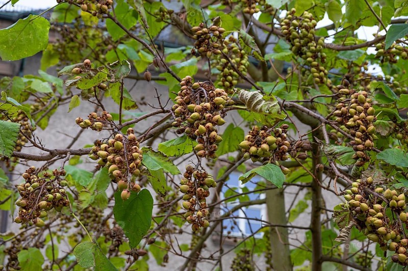 Seed capsules of the bluebell tree (Paulownia tomentosa), Franconia, Bavaria, Germany
