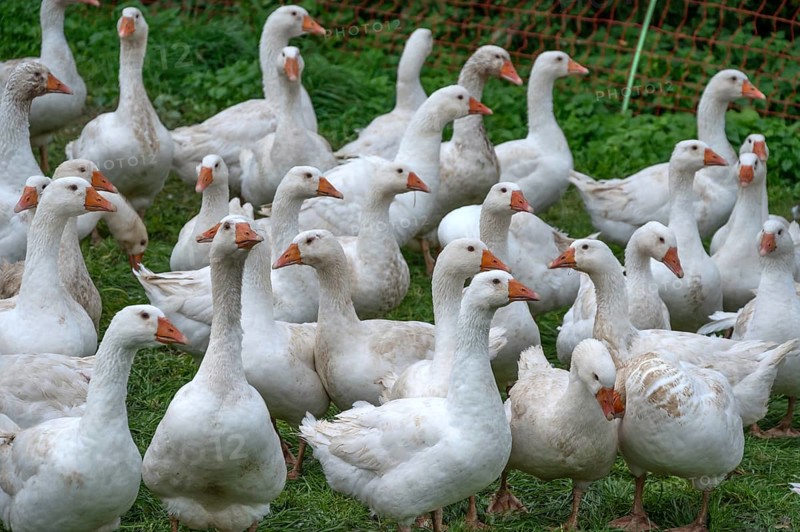 Fattening geese (Anser anser domesticus) in a meadow, Bullach, Middle Franconia, Bavaria, Germany