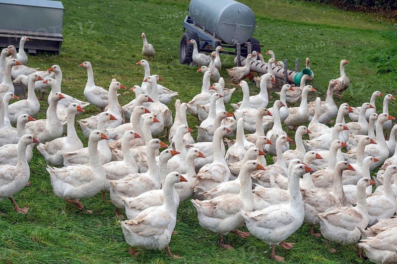Free-range fattening geese (Anser anser domesticus) in a meadow, Bullach, Middle Franconia, Bavaria, Germany
