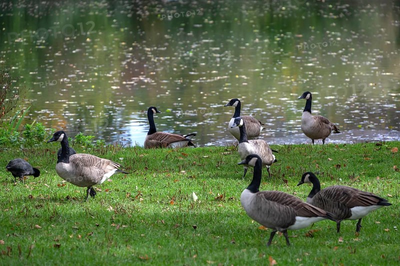 Canada geese (Branta canadensis) on a meadow by a lake, Hersbruck, Middle Franconia, Bavaria, Germany