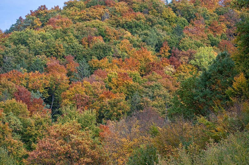 Mixed autumn forest, cloudy sky, Happurg, Middle Franconia, Bavaria, Germany