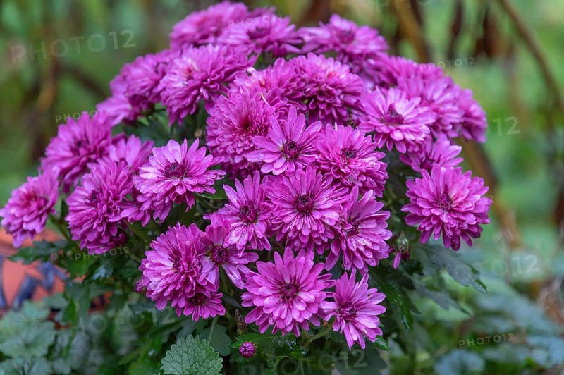 Bouquet of autumn asters (Symphyotrichum), Bavaria, Germany