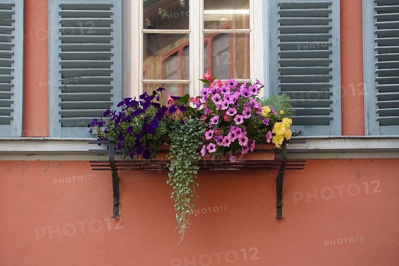 Window with flower box, petunias (Petunia), pink and purple flowers, various plants, mullioned windows, shutters, flower decoration, petunias Tübingen, Baden-Württemberg, Germany