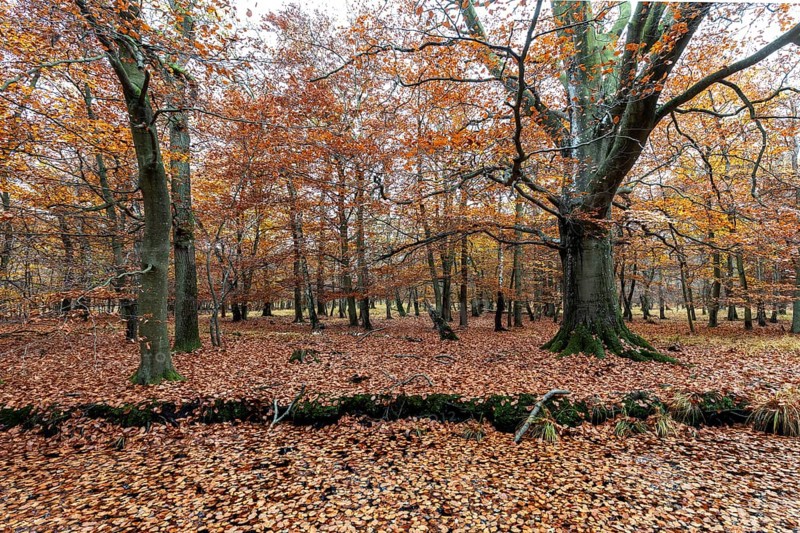 Autumn forest, autumn-colored trees, Osterwald, Zingst, Fischland-Darß-Zingst, Western Pomerania Lagoon Area National Park, Mecklenburg-Western Pomerania, Germany