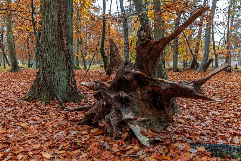 Autumn forest, autumn-colored trees, old tree stump, Easter forest, Zingst, Fischland-Darß-Zingst, Western Pomerania Lagoon Area National Park, Mecklenburg-Western Pomerania, Germany