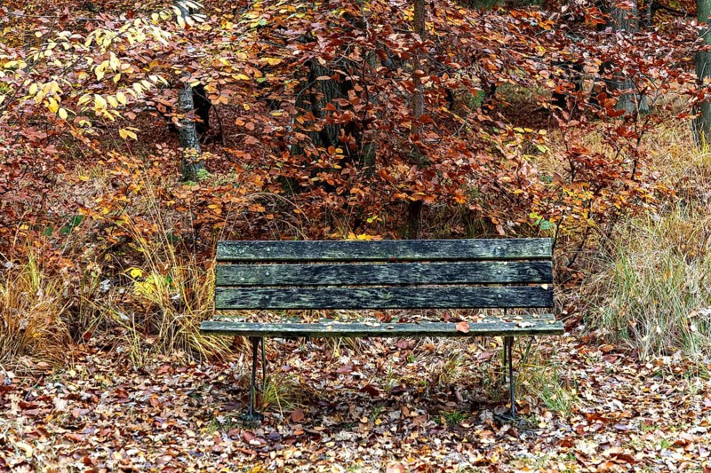 Old wooden bench stands in autumn forest, Osterwald, Zingst, Fischland-Darß-Zingst, Western Pomerania Lagoon Area National Park, Mecklenburg-Western Pomerania, Germany