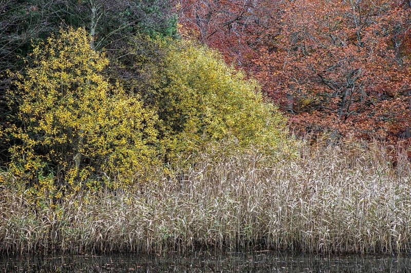 Autumn forest, autumnal trees, reeds, Easter forest, Zingst, Fischland-Darß-Zingst, Western Pomerania Lagoon Area National Park, Mecklenburg-Western Pomerania, Germany