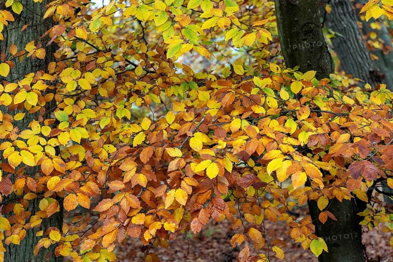 Autumn leaves, Osterwald, Zingst, Fischland-Darß-Zingst, Western Pomerania Lagoon Area National Park, Mecklenburg-Western Pomerania, Germany