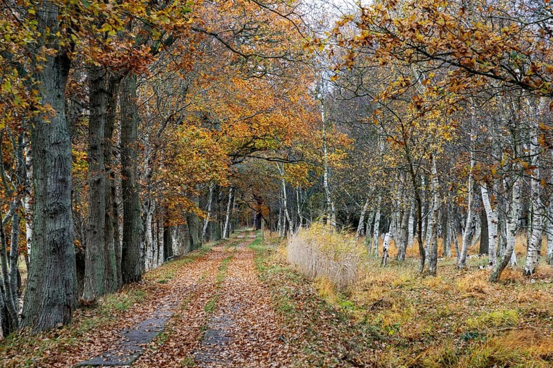 Trail through autumnal forest, Osterwald, Zingst, Fischland-Darß-Zingst, Western Pomerania Lagoon Area National Park, Mecklenburg-Western Pomerania, Germany