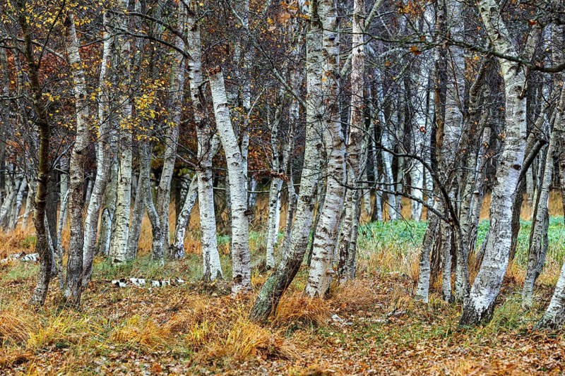 Birch forest, autumn coloured birch trees (Betula), Osterwald, Zingst, Fischland-Darß-Zingst, National Park Vorpommersche Boddenlandschaft, Mecklenburg-Vorpommern, Germany