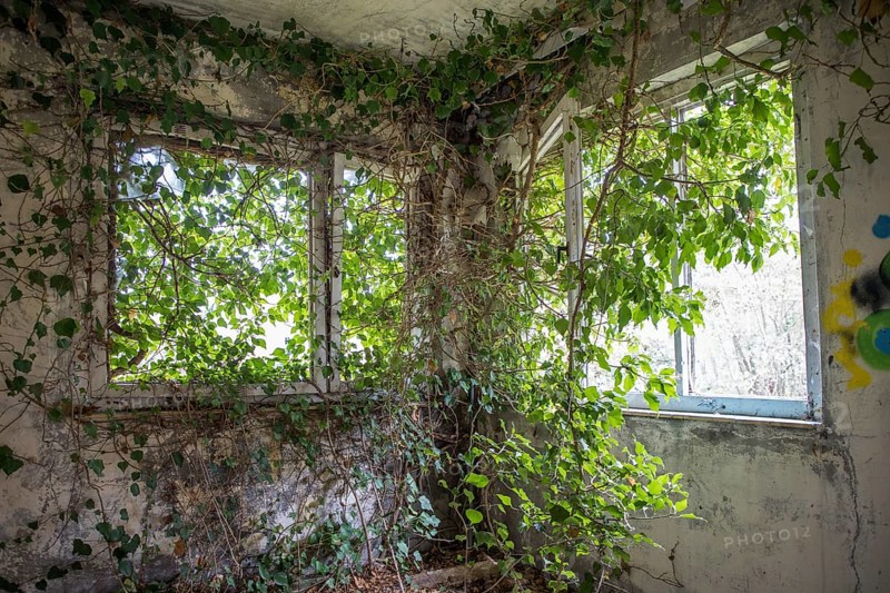 Room overgrown with plants, dilapidated plant of a former agricultural production cooperative of the former GDR, LPG, Lost Place, Müggenburg, Fischland-Darß-Zingst, Western Pomerania Lagoon Area National Park, Mecklenburg-Western Pomerania, Germany