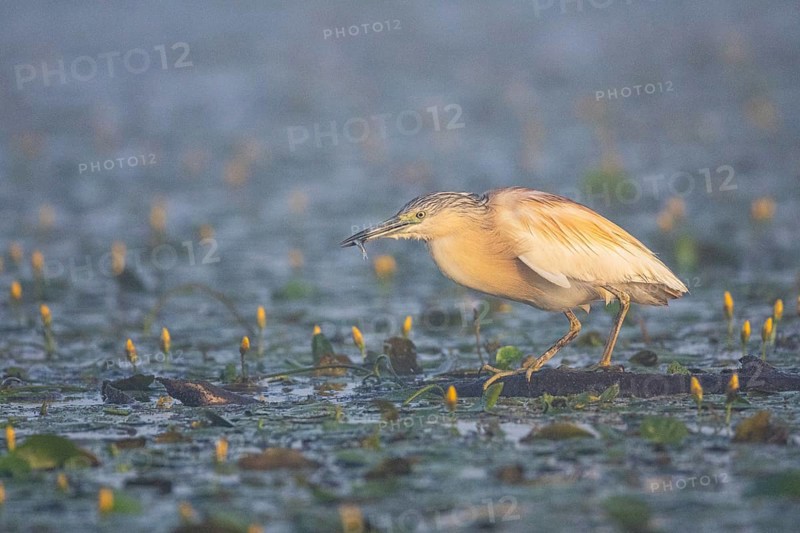 Squacco Heron (Ardeola ralloides) in the fog Hungary