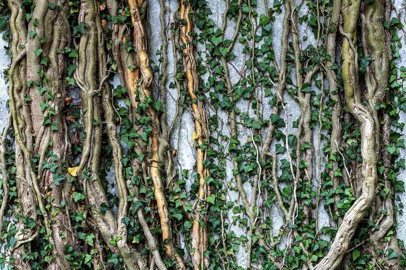 Ivy grows on old house wall, dilapidated plant of a former agricultural production cooperative of the former GDR, LPG, Lost Place, Müggenburg, Fischland-Darss-Zingst, Western Pomerania Lagoon Area National Park, Mecklenburg-Western Pomerania, Germany