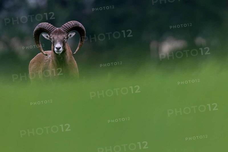 A young mouflon ram (Ovis gmelini) looks curiously over a hill, Germany