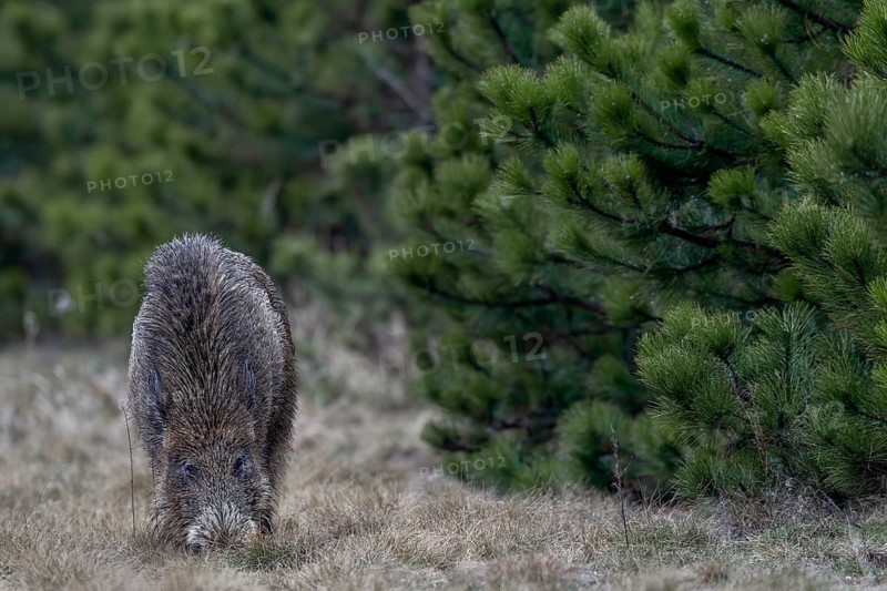 Wild boar (Sus scrofa) foraging, Germany