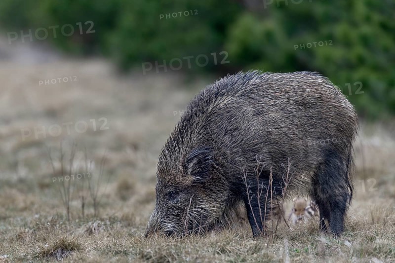 Wild boar (Sus scrofa) with its very young offspring in a forest aisle, sweet, cute, rearing young, Germany