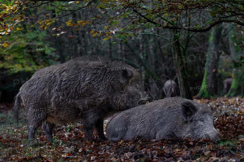 It is mating season for wild boar (Sus scrofa) and the boar dares to make an approach to a resting female, mating season, Germany