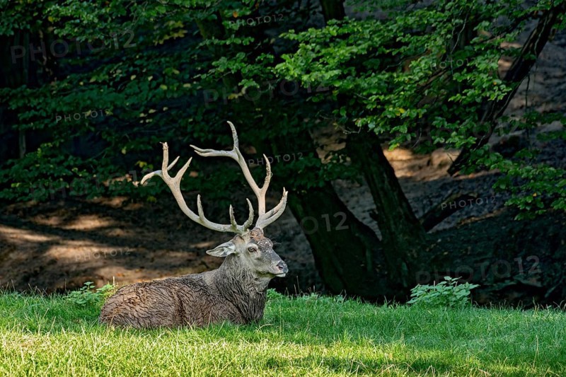 Capital adult red deer (Cervus elaphus) with large antlers, top dog resting after a mud bath, wallow, in a meadow of a forest clearing at the edge of the forest, evening light, Vogelsberg, Wildpark Büdingen, Wetterau, Hesse, Germany