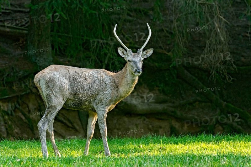 Juvenile red deer (Cervus elaphus), standing after a mud bath, wallow, on a meadow in a forest clearing at the edge of the forest, evening light, Vogelsberg, Büdingen Wildlife Park, Wetterau, Hesse, Germany