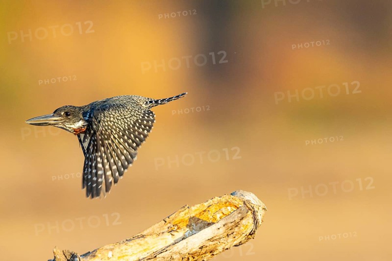 Giant kingfisher (Alcedo atthis) Zambia August